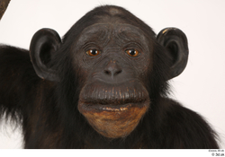 Head Ape Animal photo references